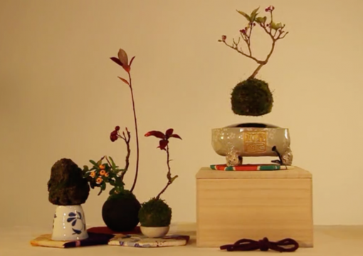 Cách Làm Bonsai Bay