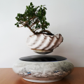 Chăm sóc bonsai bay