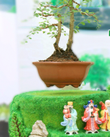 Bonsai Bay Nhật Bản