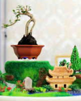 Bonsai Bay Nhật Bản