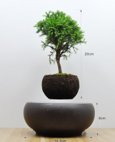 Bonsai Bay Nhật Bản