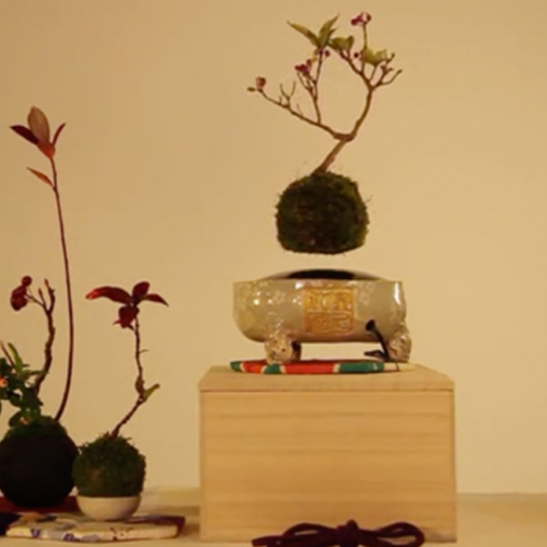 Cách Làm Bonsai Bay