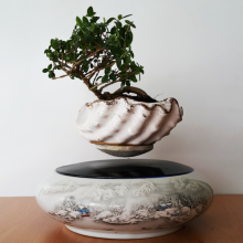 Chậu BonSai Bay Nhật Bản