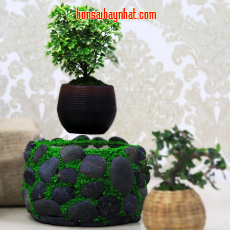 AB05- Bonsai bay- Ốc đảo hoa rêu