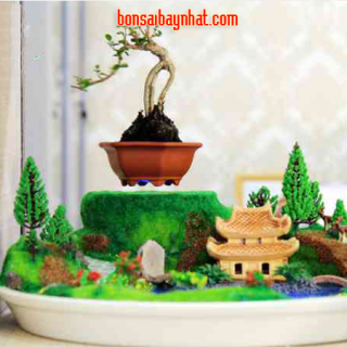 AB17- Bonsai bay- Trúc Lâm Viện